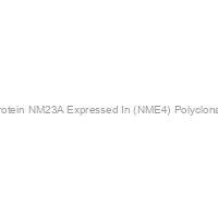 Non Metastatic Cells 4, Protein NM23A Expressed In (NME4) Polyclonal Antibody (Human), HRP